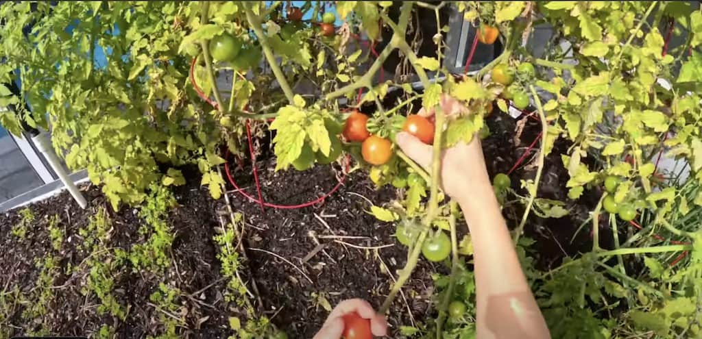 Large Red Cherry Tomato